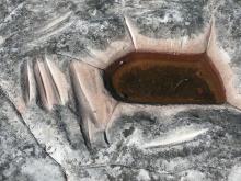 A close up photo of a rock slab with a small pool of stagnant water in a recess has a collection of grooves scraped into the stone around it.