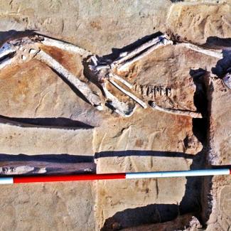 A close-up photo of an uncovered, fossilised skeleton resting in a burial pose with feet and hands crossed over each other.